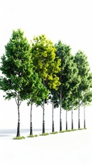 Obraz premium Line of trees, varying green foliage, against white