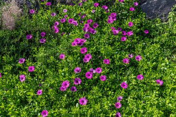 Fototapeta premium Purple Flowers In Green Garden