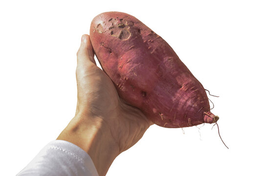M&atilde;o de agricultor segurando batata doce roxa ap&oacute;s colheita sem fundo