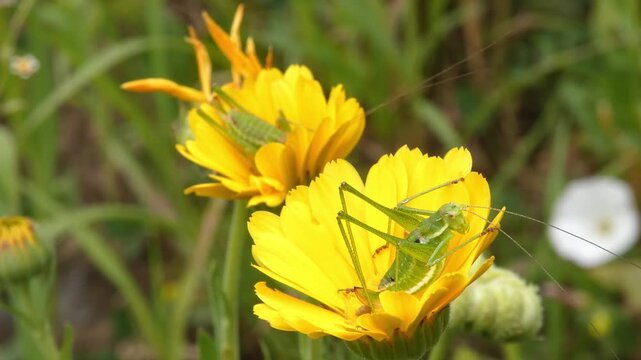 Two young green grasshoppers resting on bright yellow pot marigold blossoms in summer grass habitat, soft light, medium shot, natural atmosphere. Survival Instinct and Tiny World.