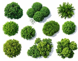Obraz premium Collection of lush green foliage, viewed from directly above