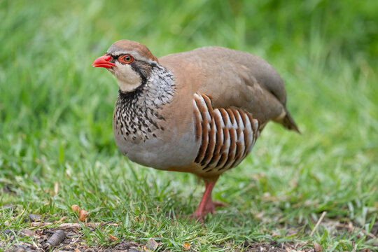Red legged partridge on the grass