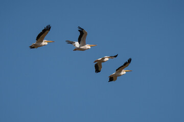 Fototapeta premium Pelicans in Flight