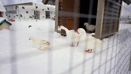 White domestic geese in snowy farm enclosure during winter © Ruslan