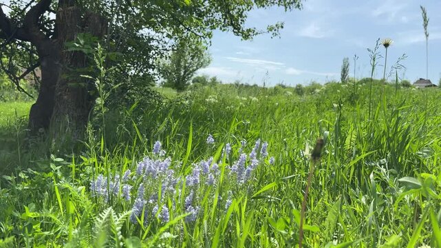 Meadow grass with flowers veronica prostrata and sunny blue sky.