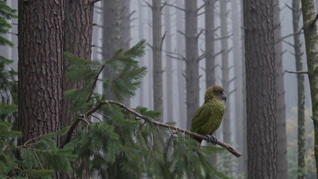 Kakapo perched on low pine branch in misty forest. Rare nocturnal parrot surrounded by tranquil woodland atmosphere.