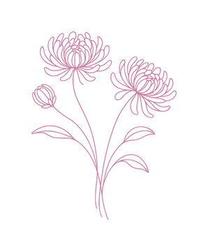hand drawing continous line depicts chrysanthemum flower (artwork 1)