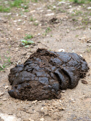 Fototapeta premium Close-up of animal droppings on rural dirt road near farmyard