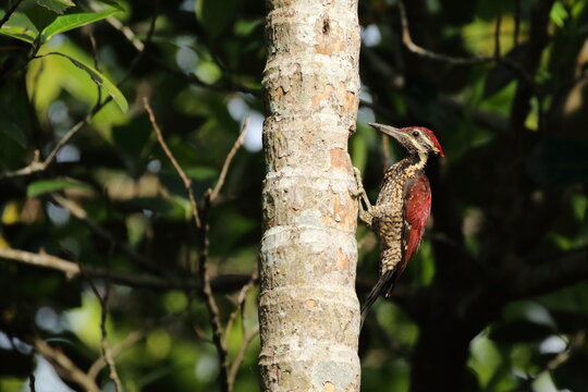Black-rumped Flameback woodpecker clinging to a tree trunk in a lush tropical forest habitat in Sri Lanka with natural green background