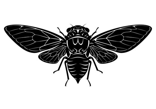 Detailed illustration of a cicada insect.
