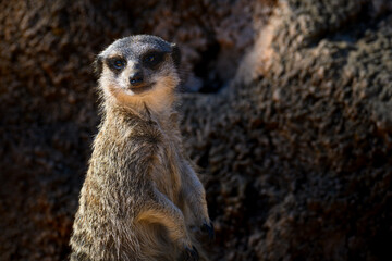 Meerkat stands alert on rocky terrain © Sabrina
