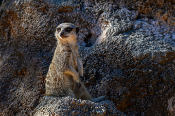Sunlit meerkat stands alert on rocky outcrop © Sabrina