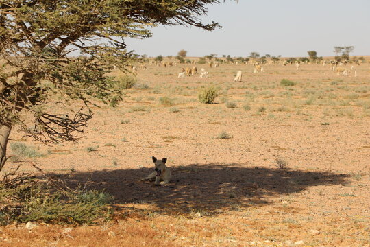 Large Herd Goats Sheep Camels Grazing Vast Desert Plain Morocco
