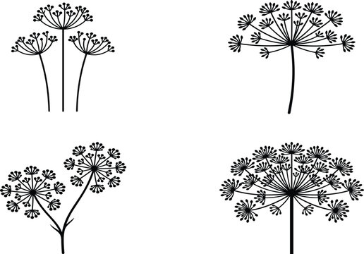 Dill and Fennel Flower Silhouette Icon Set with Wild Carrot, Parsley, and Botanical Umbel Elements for Herb Patterns, Logo Designs, and Kitchen Decor Illustrations