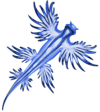 Blue Glaucus Sea Dragon