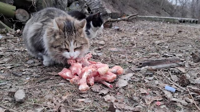 A cat licks frozen chicken bones. A second cat came and also began to sniff and bite the bones
