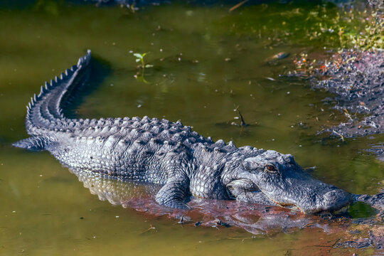 Close-Up portrait of young American Alligator. Big Cypress National Preserve. Florida. USA