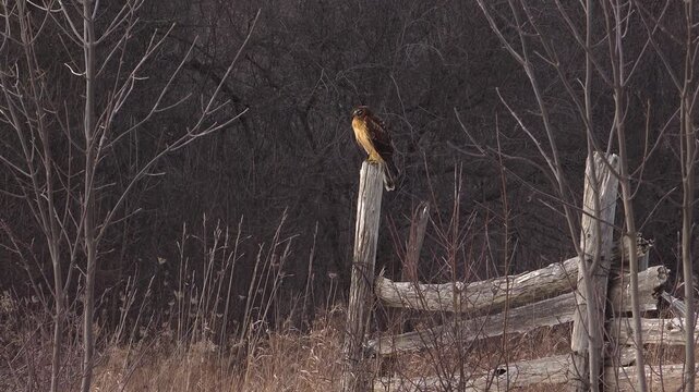 A northern harrier hawk with brown and buff plumage perched alertly on top of an old wooden split-rail fence post, surrounded by bare trees and dry winter tall grass.