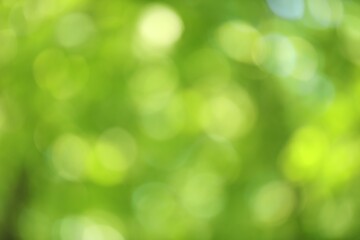 Fototapeta premium Blurred view of green background. Bokeh effect