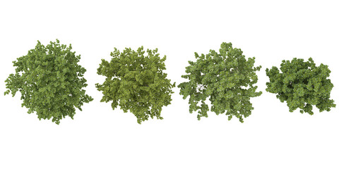 Obraz premium 3d illustration of Acer plants on transparent background from the top view