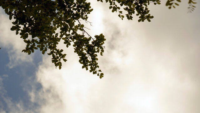 A low-angle view looks up through tall trees toward an open sky, capturing the canopy and branches against the natural backdrop. The perspective emphasizes the height and grandeur of the trees, with t