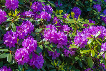 Obraz premium Blooming rhododendrons and azaleas in a garden during the warm spring season near a sunny path