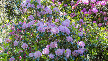 Obraz premium Bright blooming rhododendrons and azaleas in a sunny garden setting during springtime months
