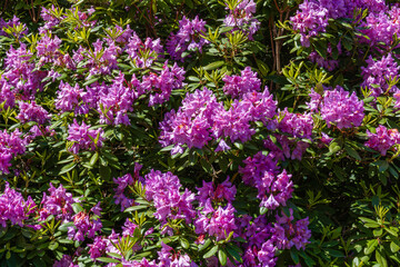 Obraz premium Bright pink rhododendron blossoms fill the garden space under the warm sun in spring season near a walking path