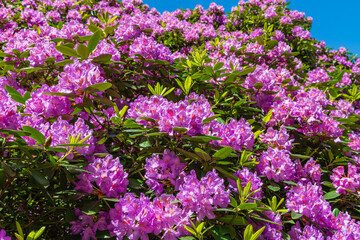 Obraz premium Bright pink rhododendron flowers bloom in a garden during spring under clear blue sky