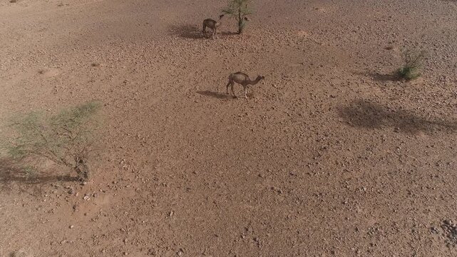 Lone Dromedary Camel Grazing Acacia Tree Rocky Desert Mesa Morocco
