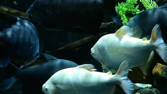 Profile of a pacu fish in a deep aquatic pond