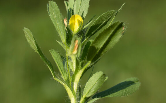Viscous restharrow (Ononis viscosa) growing in a natural habitat with small yellow flowers and sticky hairy stems. This Fabaceae species is commonly found along roadsides and dry shrublands.