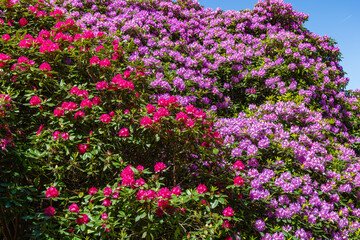 Naklejka premium Bright rhododendron and azalea flowers blooming on a sunny day in a garden setting