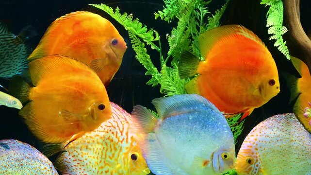 Pair of red and yellow discus fish swimming together in a freshwater aquarium