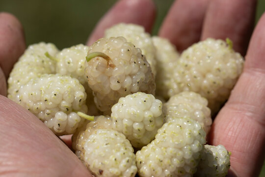 White mulberry (Morus alba) fruit growing on the tree with fresh green leaves. These sweet edible berries are rich in vitamin C and antioxidants and are widely consumed fresh or dried.