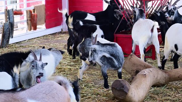 Nigerian dwarf goat in a farm pen