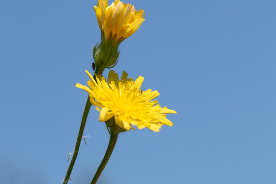Yellow Crepis wildflower (Asteraceae family) growing in a meadow and roadside habitat. This herbaceous plant is characterized by slender stems and small composite flower heads that open in daylight.