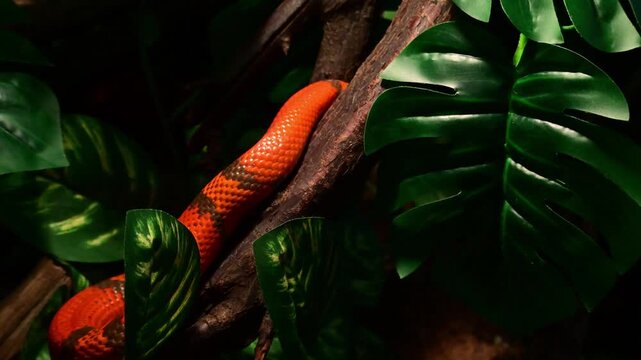 Close-up of a false coral snake moving among the plants in a terrarium