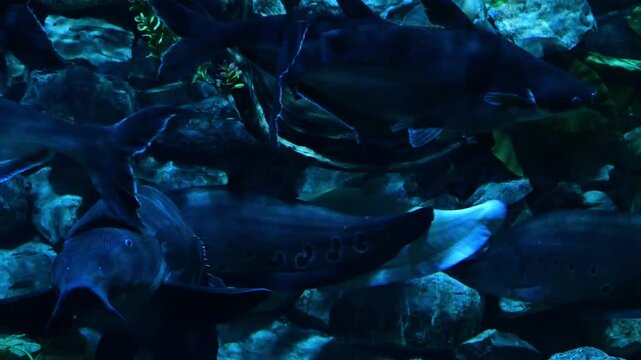 Catfish swimming in an aquarium pond