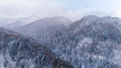 Winter in the Carpathians in snowfall drone view. Snowy mountains and forest with a view of the valley in snowfall drone in a bird's eye view shows the beauty of our Earth in bright colors. © ihorhvozdetskiy
