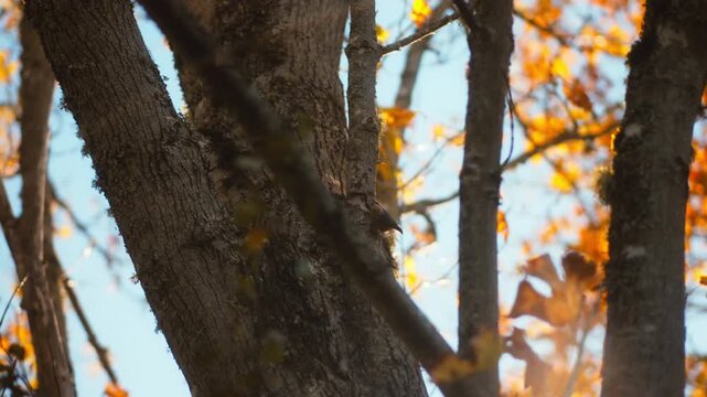 Small nuthatch bird jumping on a large tree trunk in autumn