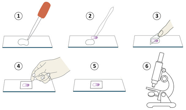 Step-by-Step Guide to Preparing a Wet Mount Microscope Slide