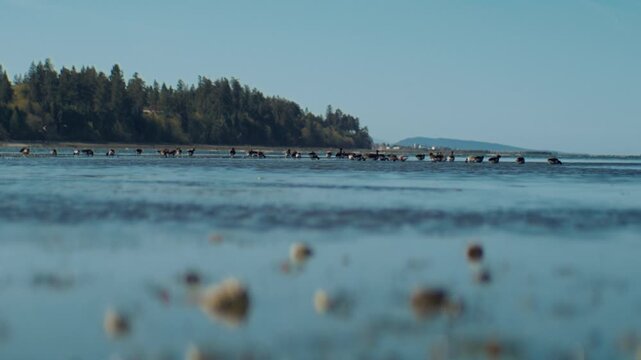Flock of brant geese foraging on a shallow coastal beach