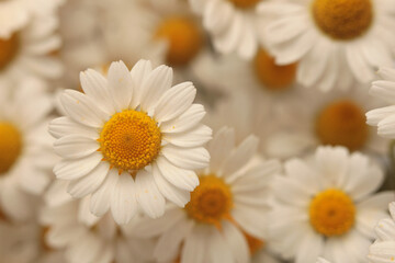 Fototapeta premium Smoke close-up selective soft focus cream beige white Chamomile; aster, chrysanthemum Flower, petal bouquet. Natural art neutral blur background.