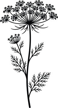 Minimalist black silhouette of cow parsley wild flower dill herb and botanical stem isolated on white background