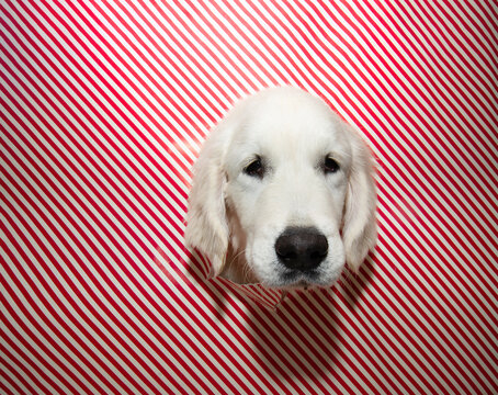Puppy christmas, birthday or carnival Golden retriever dog with happy expression face and peeking through a torn paper hole on a red striped background, creating a stunning.