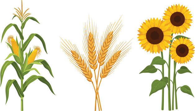 Agriculture Crop Vector Element Set Featuring Growing Corn Stalk Golden Wheat Ears and Yellow Sunflowers for Farming Branding and Organic Food Packaging Design Illustration
