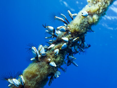Goose barnacles on a mooring rope