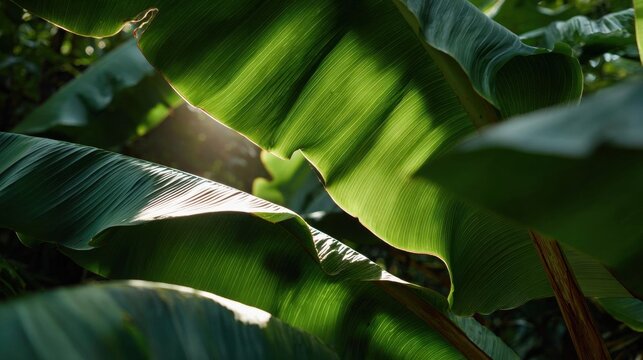 Close-up of a group of large, green leaves. the leaves are arranged in a way that they are overlapping each other, creating a sense of depth and dimension.