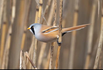 Bearded tit male perched on a reed © Digital Nature 
